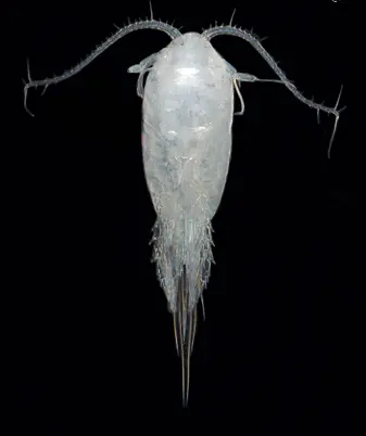 Hoppekrepser kommer i mange ulike typer og fasonger. Tharybis macrophthalma er én av dem. (Foto: Signe Johannessen / Havforskningsinstituttet) Hoppekrepser kommer i mange ulike typer og fasonger. Tharybis macrophthalma er én av dem. (Foto: Signe Johannessen / Havforskningsinstituttet)