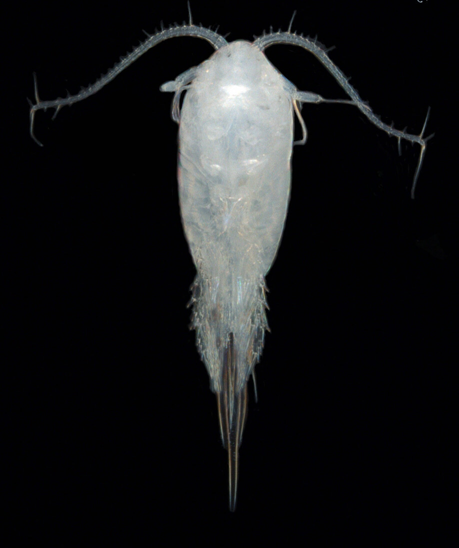 Hoppekrepser kommer i mange ulike typer og fasonger. Tharybis macrophthalma er én av dem. (Foto: Signe Johannessen / Havforskningsinstituttet)