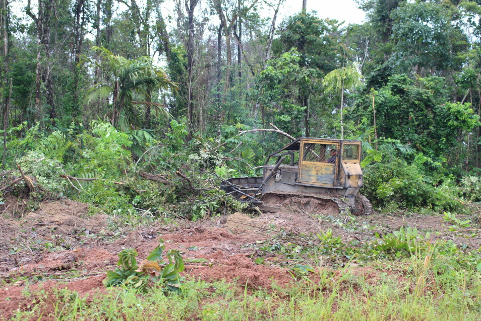 Kvegdrift i Amazonas er lite produktivt og krever enorme områder. (Foto: Elise Kjørstad)