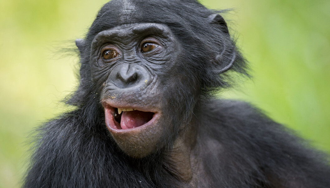 Tenåringsutgave av en dvergsjimpanse i Kongo. En studie viser nå at gutter får hjelp av sine mødre til å pare seg. (Foto: Shutterstock) Tenåringsutgave av en dvergsjimpanse i Kongo. En studie viser nå at gutter får hjelp av sine mødre til å pare seg. (Foto: Shutterstock)