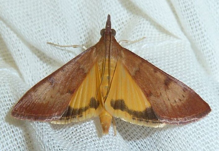 Sommerfuglen Uresiphita polygonalis overlever ikke der det er for mye veps Sommerfuglen Uresiphita polygonalis overlever ikke der det er for mye veps