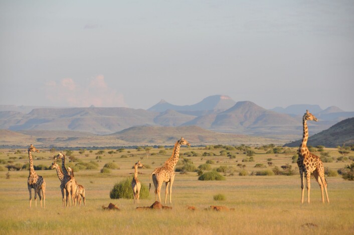 Fortsatt underart, men den sørlige savannesjiraffen kan få nytt latinsk navn. Fra <em>Giraffa camelopardalis angolensis</em> til <em>Giraffa giraffa angolensis</em>. (Foto: Julian Fennessy) Fortsatt underart, men den sørlige savannesjiraffen kan få nytt latinsk navn. Fra <em>Giraffa camelopardalis angolensis</em> til <em>Giraffa giraffa angolensis</em>. (Foto: Julian Fennessy)