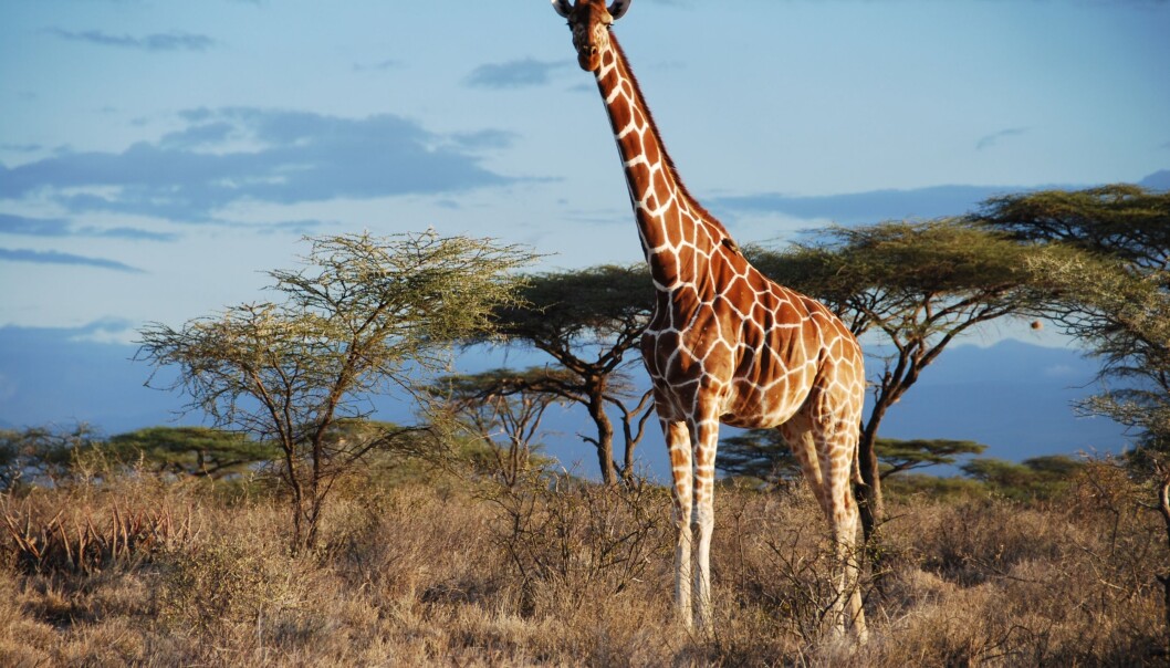 Fra underart til art? Den somaliske sjiraffen endrer i tilfelle latinsk navn fra <em>Giraffa camelopardalis reticulata</em> til bare <em>Giraffa reticulata</em>. (Foto: Julian Fennessy) Fra underart til art? Den somaliske sjiraffen endrer i tilfelle latinsk navn fra <em>Giraffa camelopardalis reticulata</em> til bare <em>Giraffa reticulata</em>. (Foto: Julian Fennessy)