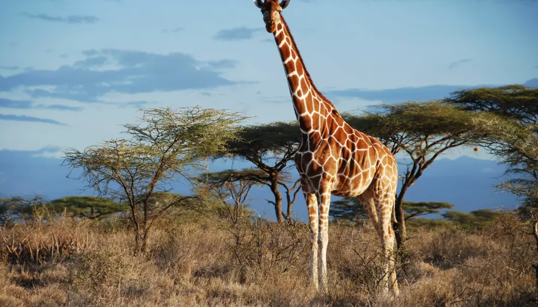 Fra underart til art? Den somaliske sjiraffen endrer i tilfelle latinsk navn fra Giraffa camelopardalis reticulata til bare Giraffa reticulata. (Foto: Julian Fennessy)