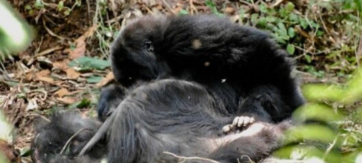 Her sørger den unge gorillaen over moren sin