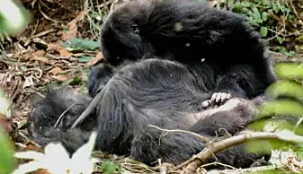 Her sørger den unge gorillaen over moren sin