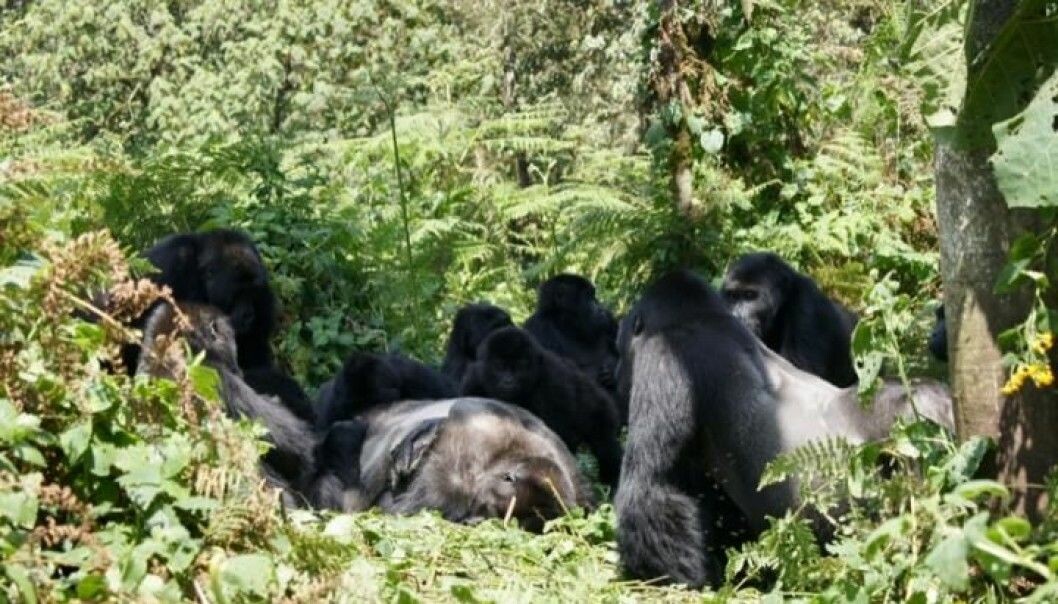 Gorillaene har samlet seg rundt en død kropp i Kahuzi-Biega National Park i Kongo. (Foto: Dian Fossey, Gorilla Fund International, CC BY 4.0)