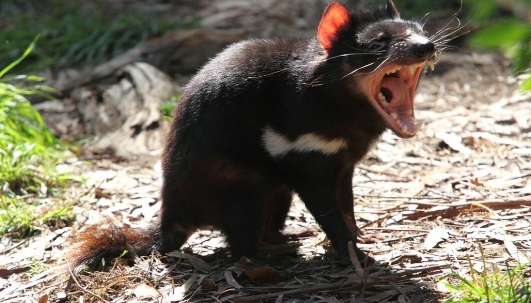 Kan de tasmanske djevlene redde seg selv?