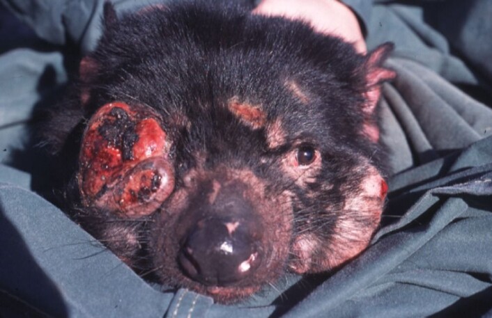 Devil Facial Tumor Disease ødelegger ansiktet til dyret og hindrer det i å spise og puste. Alle dyra som får sykdommen, dør i løpet av kort tid. (Foto: Menna Jones, CC BY 2.5) Devil Facial Tumor Disease ødelegger ansiktet til dyret og hindrer det i å spise og puste. Alle dyra som får sykdommen, dør i løpet av kort tid. (Foto: Menna Jones, CC BY 2.5)