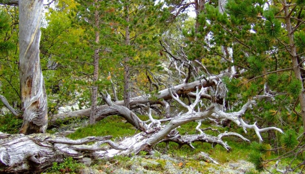 Død furu fra furuskogen i Norddalen naturreservat i Narvik i Nordland - et svært dødvedrikt furuskogsområde. (Foto: Anne Sverdrup-Thygeson, NMBU) Død furu fra furuskogen i Norddalen naturreservat i Narvik i Nordland - et svært dødvedrikt furuskogsområde. (Foto: Anne Sverdrup-Thygeson, NMBU)