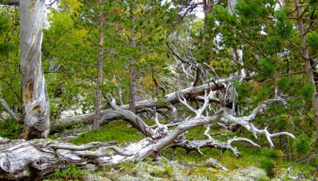 Død furu fra furuskogen i Norddalen naturreservat i Narvik i Nordland - et svært dødvedrikt furuskogsområde. (Foto: Anne Sverdrup-Thygeson, NMBU)