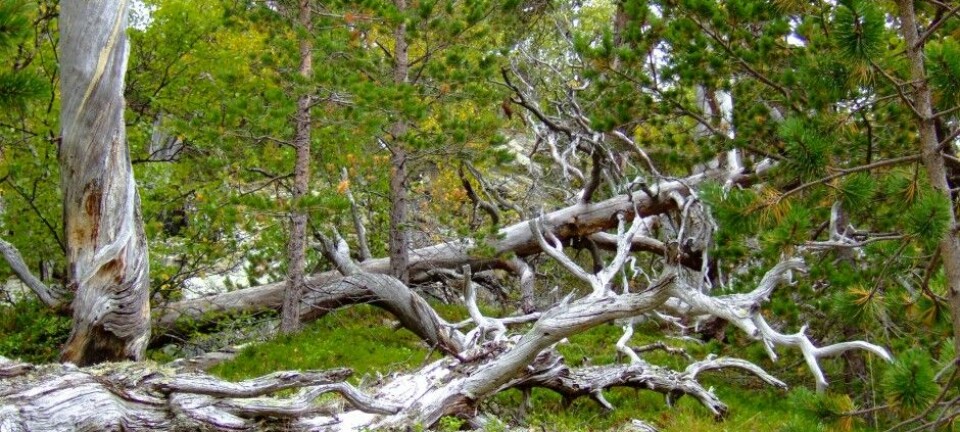 Død furu fra furuskogen i Norddalen naturreservat i Narvik i Nordland - et svært dødvedrikt furuskogsområde. (Foto: Anne Sverdrup-Thygeson, NMBU)