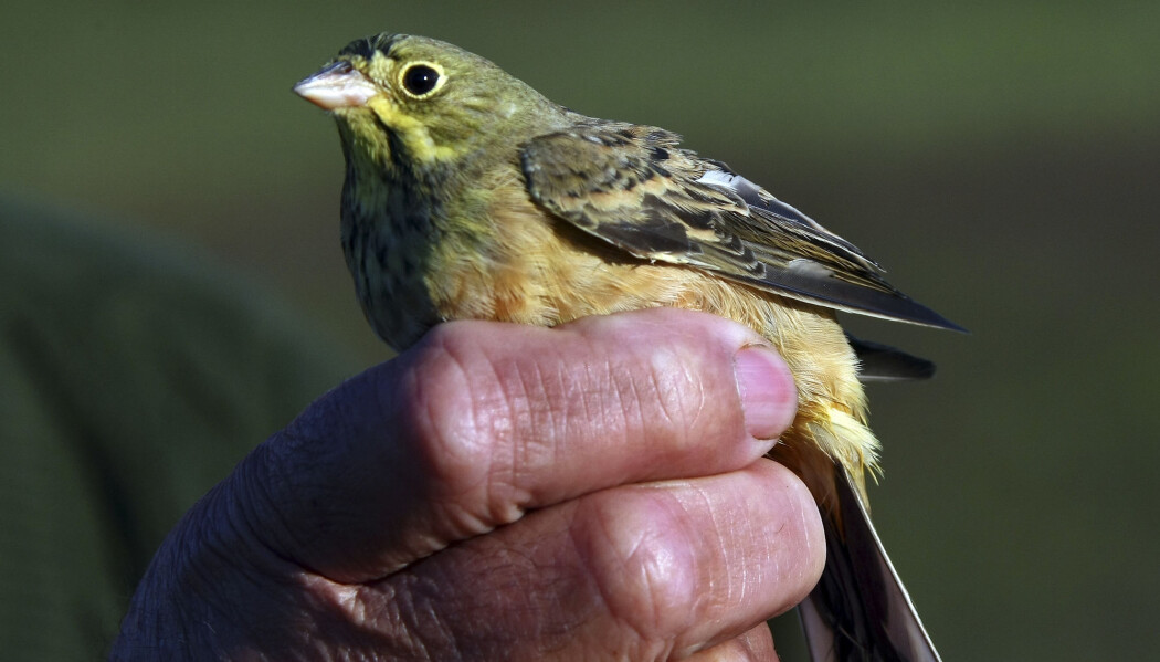 En hortulan som skal brukes som lokkefugl i jakt i Frankrike. Dette bildet er fra 2007. Hvor mye betyr denne jakten egentlig for hortulanen? (Bilde: AP Photo/Bob Edme/NTB Scanpix) En hortulan som skal brukes som lokkefugl i jakt i Frankrike. Dette bildet er fra 2007. Hvor mye betyr denne jakten egentlig for hortulanen? (Bilde: AP Photo/Bob Edme/NTB Scanpix)