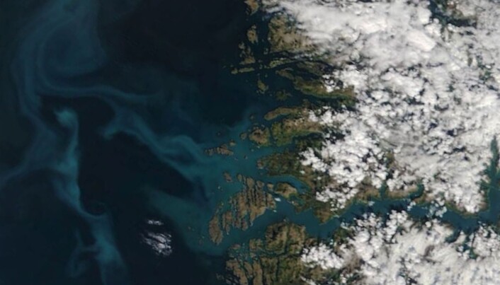 Algane er til og med synleg frå verdsrommet. Satellittbilde av Sognefjorden den 19. mai 2019. Etter den tid har algeoppblomstringa framleis vore synleg, men skydekke har gitt dårlegare bilde. (Foto: NASA Worldview data) Algane er til og med synleg frå verdsrommet. Satellittbilde av Sognefjorden den 19. mai 2019. Etter den tid har algeoppblomstringa framleis vore synleg, men skydekke har gitt dårlegare bilde. (Foto: NASA Worldview data)