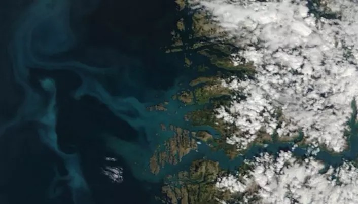 Algane er til og med synleg frå verdsrommet. Satellittbilde av Sognefjorden den 19. mai 2019. Etter den tid har algeoppblomstringa framleis vore synleg, men skydekke har gitt dårlegare bilde. (Foto: NASA Worldview data)