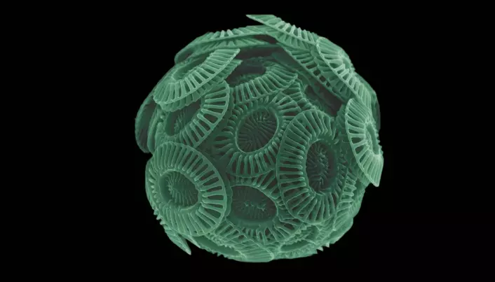 Gjennom mikroskop: Emiliania Huxleyi er om lag 5 mikrometer stor, det vil seie 5 tusendelar av ein millimeter. Til samanlikning er eit hårstrå rundt 75 mikrometer tjukt. (Foto: Stig Bjarte Haugen / Havforskningsinstituttet)