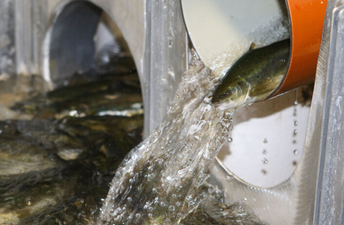 Sortering av fisk på Smøla Klekkeri og settefiskanlegg. Når fisken er mellom 70-140 gram er den klar til å takle saltvann, den kalles da for smolt. (Foto: Peder Gjøstøl Iversen) Sortering av fisk på Smøla Klekkeri og settefiskanlegg. Når fisken er mellom 70-140 gram er den klar til å takle saltvann, den kalles da for smolt. (Foto: Peder Gjøstøl Iversen)