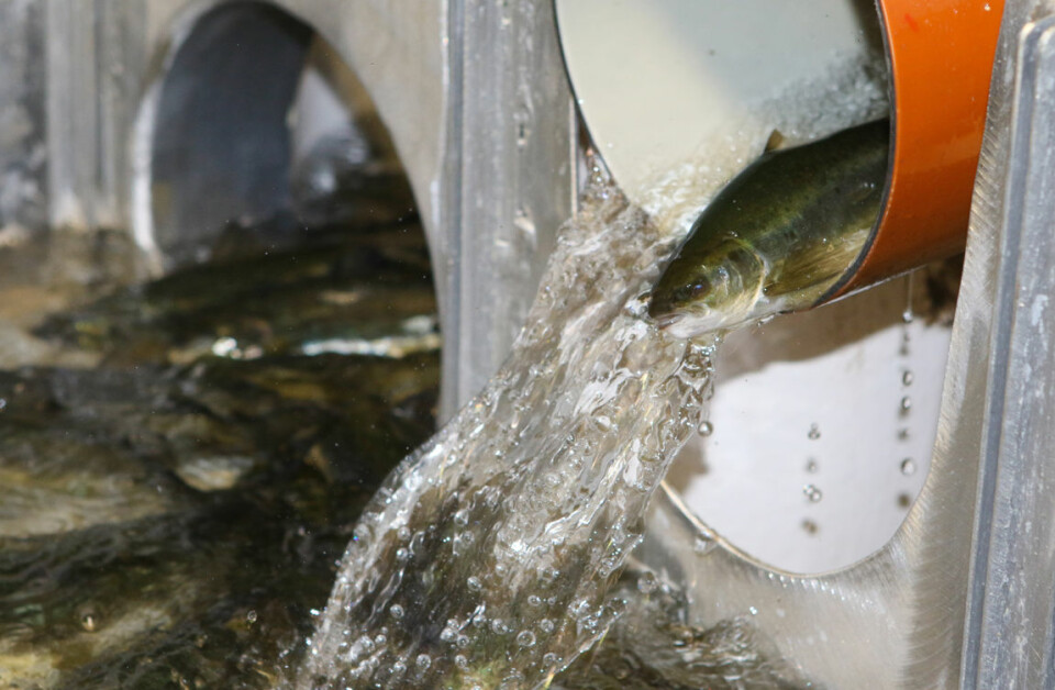 Sortering av fisk på Smøla Klekkeri og settefiskanlegg. Når fisken er mellom 70-140 gram er den klar til å takle saltvann, den kalles da for smolt. (Foto: Peder Gjøstøl Iversen)