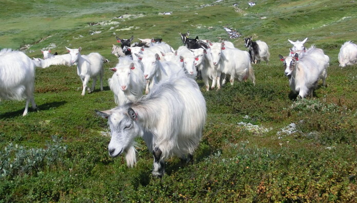 Eit godt samarbeid på beite skaper det landskapet som me alle vil ha, meiner forskar Bjørn Egil Flø. (Foto: Yngve Rekdal) Eit godt samarbeid på beite skaper det landskapet som me alle vil ha, meiner forskar Bjørn Egil Flø. (Foto: Yngve Rekdal)