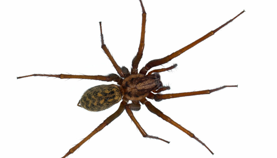 En hårete edderkopp kan få mange til å svette. (Foto: Shutterstock/NTB scanpix)