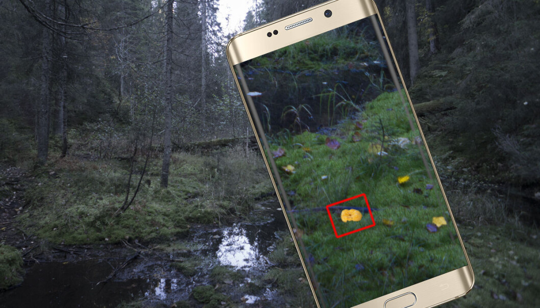 Sopp eller gult blad? Ved hjelp av nevrale nettverk som etterligner hjernecellene, kan en mobilapp se forskjellen, ifølge to datastudenter ved NTNU. Hvordan virker nevrale nettverk og andre metoder for å gjenkjenne innholdet i bilder? Svaret får du her – tilpasset soppsesongen. Bilde: Arnfinn Christensen, forskning.no/GadgetsGuy and GalaxyOptimus collage, CC-BY 2.5) Sopp eller gult blad? Ved hjelp av nevrale nettverk som etterligner hjernecellene, kan en mobilapp se forskjellen, ifølge to datastudenter ved NTNU. Hvordan virker nevrale nettverk og andre metoder for å gjenkjenne innholdet i bilder? Svaret får du her – tilpasset soppsesongen. Bilde: Arnfinn Christensen, forskning.no/GadgetsGuy and GalaxyOptimus collage, CC-BY 2.5)