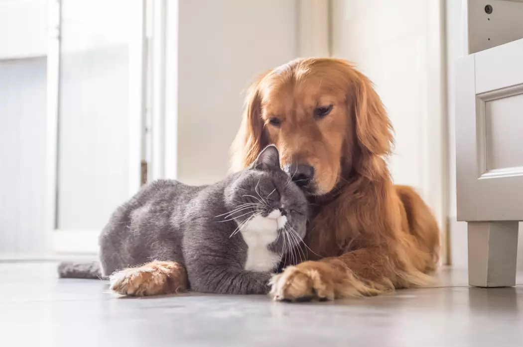 Er hunden og katten naturlig erkefiender? Ifølge atferdsforsker Björn Forkman er svaret nei. (Foto: Chendongshan / Shutterstock / NTB scanpix)