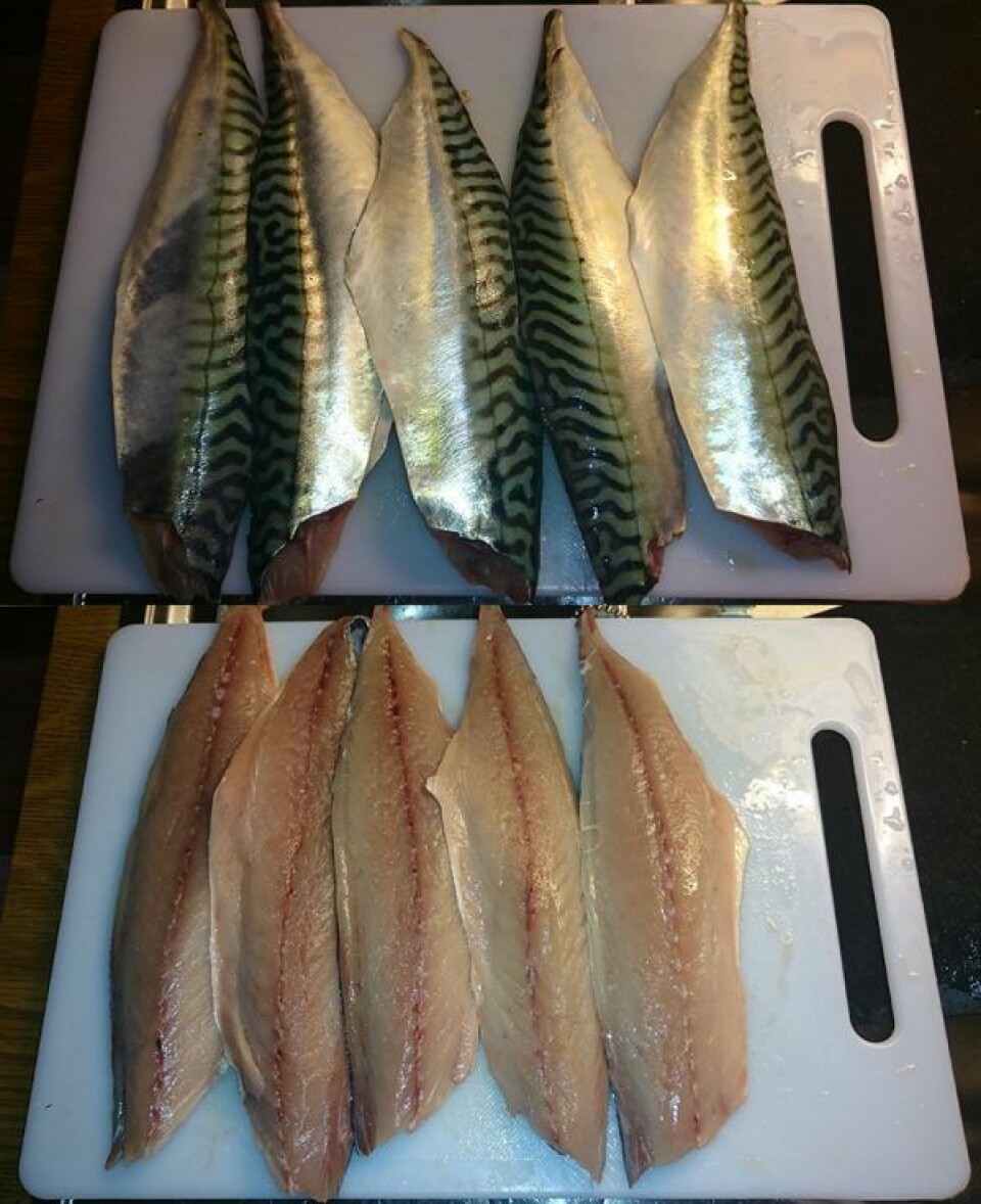 Forsker Stein Harris Olsen fikk flotte makreller da han var på fisketur i Malangen i sommer. Behandlet optimalt så filetene slik ut. (Foto: Nofima)