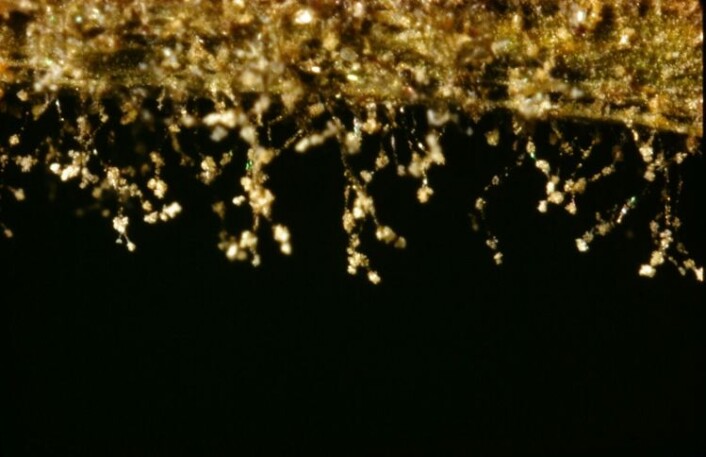 Tørråte (<em>Phytophora infestans</em>) ble tidligere regnet som sopp, men viser seg å være en alge. (Foto: Klaus Høyland, UiO) Tørråte (<em>Phytophora infestans</em>) ble tidligere regnet som sopp, men viser seg å være en alge. (Foto: Klaus Høyland, UiO)