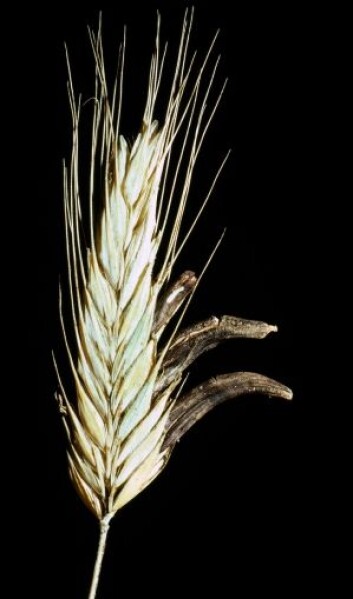 Meldrøye (<em>Claviceps purpurea</em>) var svært trolig årsaken til flere heksebrenninger i Finnmark. (Foto: Klaus Høyland, UiO) Meldrøye (<em>Claviceps purpurea</em>) var svært trolig årsaken til flere heksebrenninger i Finnmark. (Foto: Klaus Høyland, UiO)