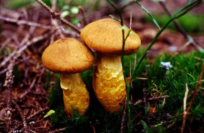 Spiss giftslørsopp (<em>Cortinarius rubellus</em>) blir ofte plukket sammen med kantarell. (Foto: Klaus Høyland, UiO) Spiss giftslørsopp (<em>Cortinarius rubellus</em>) blir ofte plukket sammen med kantarell. (Foto: Klaus Høyland, UiO)