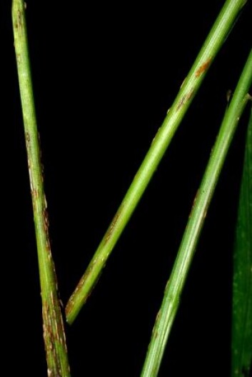 Svartrust (<em>Puccinia graminis</em>) er et stort problem i tropene. (Foto: Klaus Høyland, UiO) Svartrust (<em>Puccinia graminis</em>) er et stort problem i tropene. (Foto: Klaus Høyland, UiO)