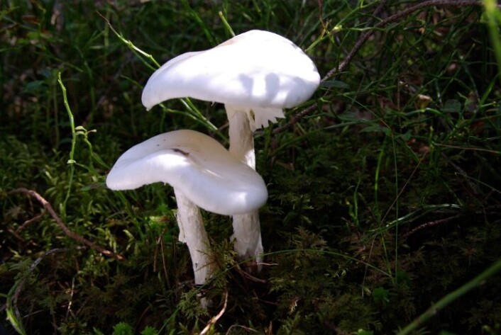 Hvit fluesopp (<em>Amanita virosa</em>). (Foto: Klaus Høyland, UiO) Hvit fluesopp (<em>Amanita virosa</em>). (Foto: Klaus Høyland, UiO)