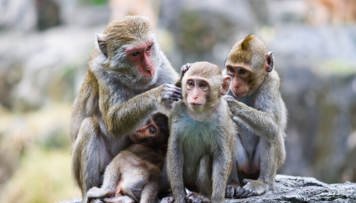 Rhesusape lever i storfamilier. Hvis en av dem blir fanget, forstyrrer dette flokken. (Foto: tratong, Shutterstock, NTB scanpix) Rhesusape lever i storfamilier. Hvis en av dem blir fanget, forstyrrer dette flokken. (Foto: tratong, Shutterstock, NTB scanpix)
