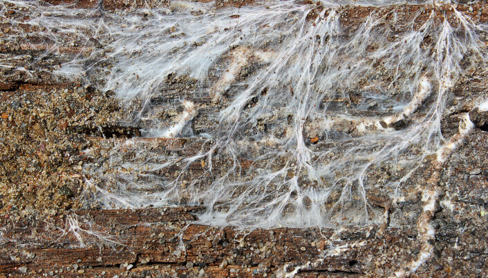 Mycelium på bakken vitner om at gullsoppen er nær. (Foto: taviphoto / Shutterstock / NTB scanpix) Mycelium på bakken vitner om at gullsoppen er nær. (Foto: taviphoto / Shutterstock / NTB scanpix)