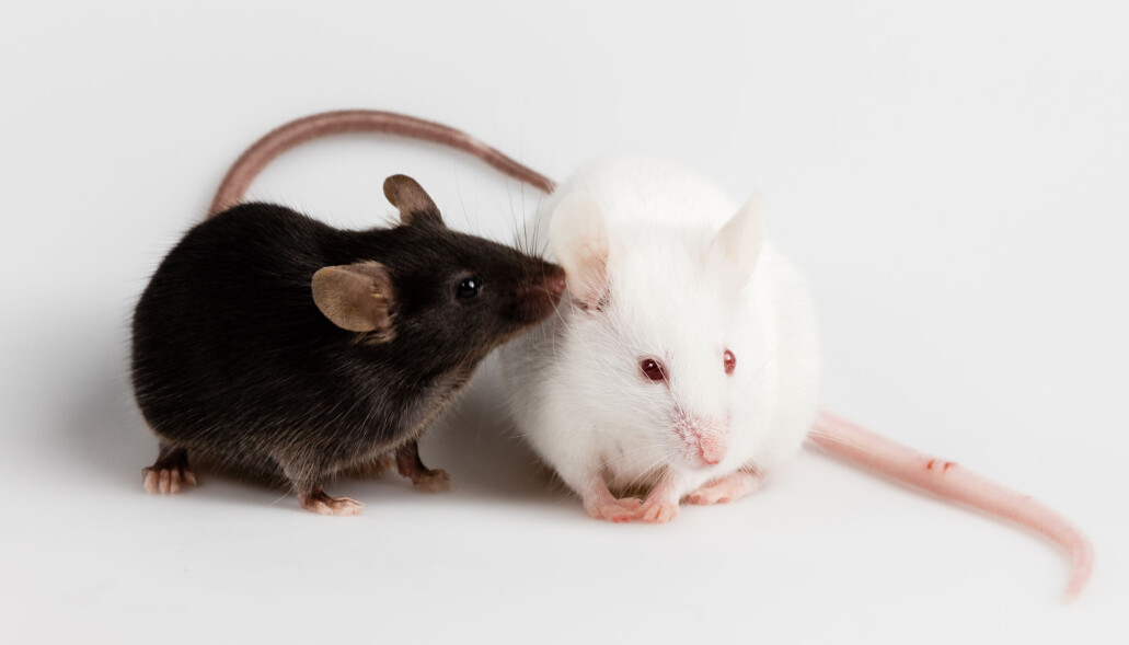 Mus som hadde fått tarmbakterier fra mennesker med autisme, var mindre sosiale enn dyr som hadde tarmflora fra friske folk. (Illustrasjonsfoto: Janson George / Shutterstock / NTB scanpix) Mus som hadde fått tarmbakterier fra mennesker med autisme, var mindre sosiale enn dyr som hadde tarmflora fra friske folk. (Illustrasjonsfoto: Janson George / Shutterstock / NTB scanpix)