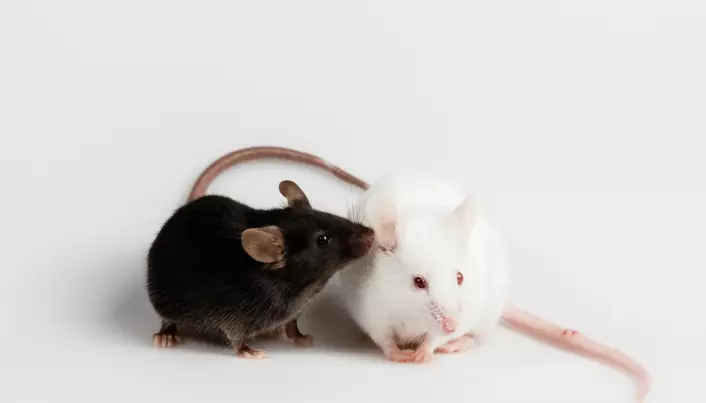 Tarmbakterier ga autisme-adferd hos mus