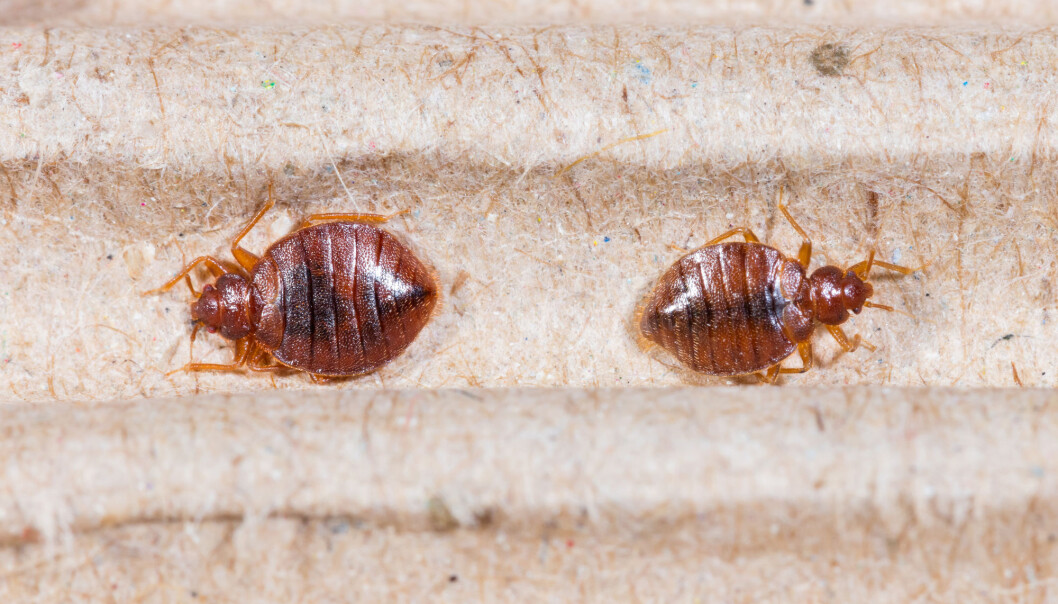 Forskere har tidligere trodd at veggedyr oppstod for 50 millioner år siden. Nå viser det seg at det trolig er 100 millioner år siden. (Illustrasjonsfoto: 7th Son Studio / Shutterstock / NTB scanpix) Forskere har tidligere trodd at veggedyr oppstod for 50 millioner år siden. Nå viser det seg at det trolig er 100 millioner år siden. (Illustrasjonsfoto: 7th Son Studio / Shutterstock / NTB scanpix)
