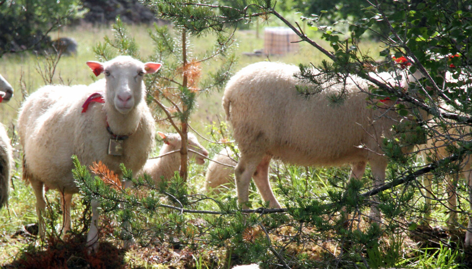 Alveld var vanligst i Nord-Trøndelag, Møre og Romsdal og Sør-Trøndelag, der mellom 22 og 39 prosent av sauebøndene hadde mistet lam på grunn av alveld i 2014. (Foto: NORSØK)