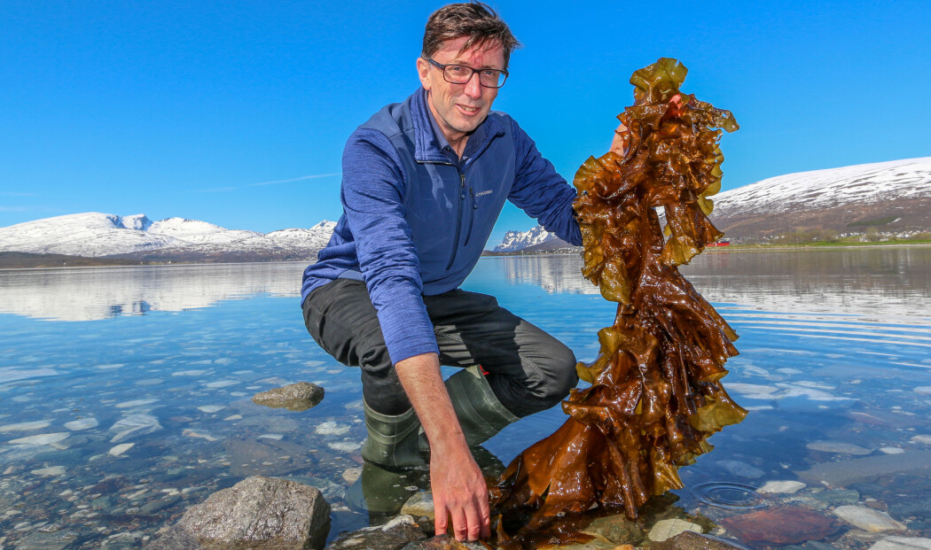 Philip James fra Nofima koordinerer et EU-finansiert forskningsprosjekt. Her holder han frem et eksempel på makroalger i Tromsø. (Foto: Emil Bremnes / Nofima) Philip James fra Nofima koordinerer et EU-finansiert forskningsprosjekt. Her holder han frem et eksempel på makroalger i Tromsø. (Foto: Emil Bremnes / Nofima)