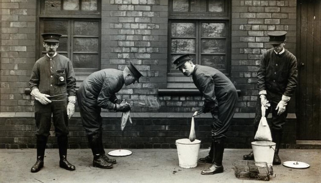 Da pesten kom til Liverpool i 1901, ansatte havnemyndighetene egne folk som skulle fange rotter og dynke dem i bøtter med bensin, for å ta knekken på loppene de hadde i pelsen. (Foto: CRASSH, The University of Cambridge, Wellcome Collection). Da pesten kom til Liverpool i 1901, ansatte havnemyndighetene egne folk som skulle fange rotter og dynke dem i bøtter med bensin, for å ta knekken på loppene de hadde i pelsen. (Foto: CRASSH, The University of Cambridge, Wellcome Collection).
