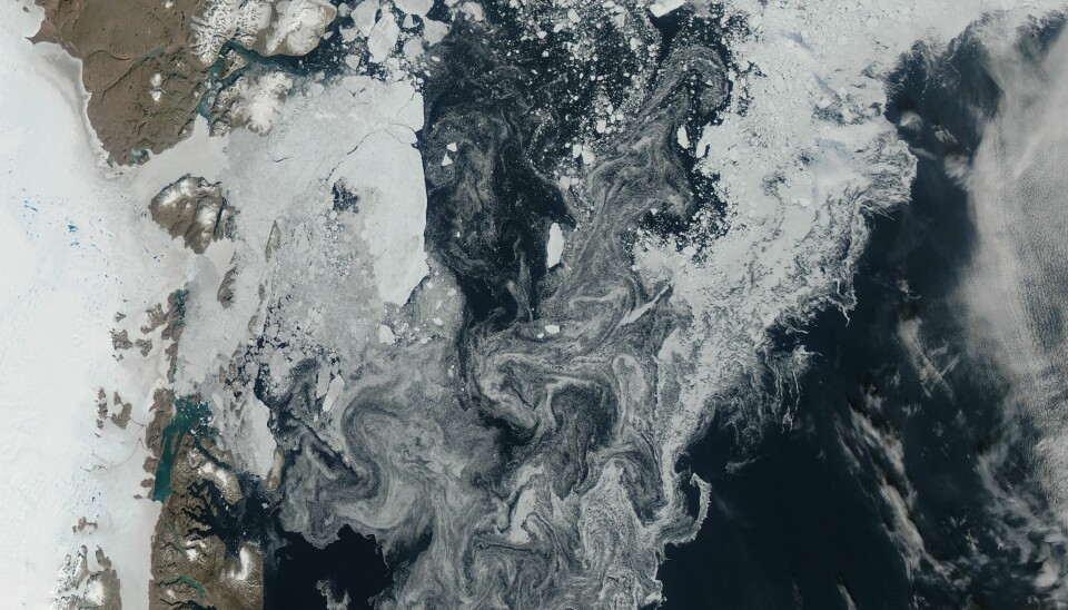Dette satellittbildet viser havisen utenfor kysten av Grønland i 2014. Virvlene på bildet er is som forflyttes av vindene og havstrømmene. (Foto: NASA Earth Observatory)
