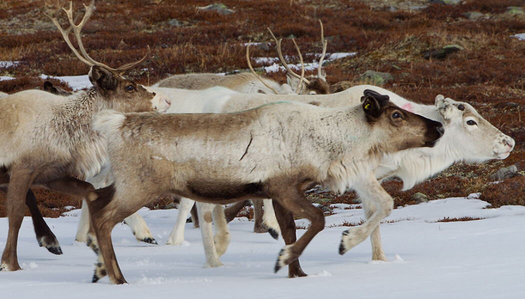 Fordi det er for mange rein i forhold til mat i Finnmark, ville en del dødd av sult, dersom det ikke fantes rovdyr. Rovdyrene tar de svakeste, og sørger dermed for at færre rein dør av sult. Det betyr mer mat til resten av flokken. Og bedre slaktevekt for reineierne. (Foto: Per Harald Olsen, NTNU) Fordi det er for mange rein i forhold til mat i Finnmark, ville en del dødd av sult, dersom det ikke fantes rovdyr. Rovdyrene tar de svakeste, og sørger dermed for at færre rein dør av sult. Det betyr mer mat til resten av flokken. Og bedre slaktevekt for reineierne. (Foto: Per Harald Olsen, NTNU)