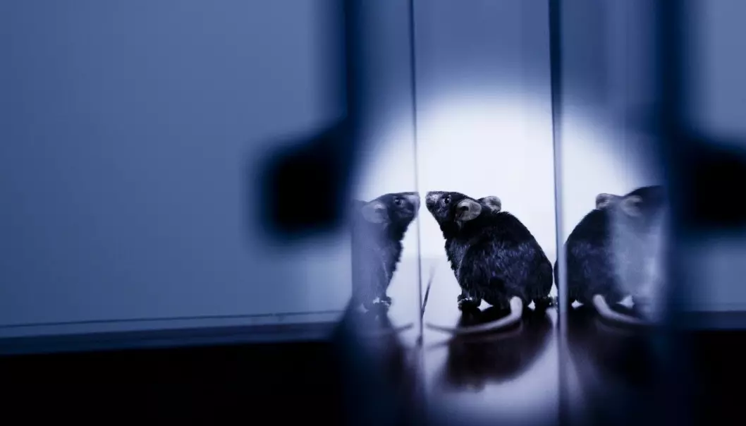 Alt oppleves nytt for en mus som har vært utsatt for stress. (Foto: Science Photo Library)