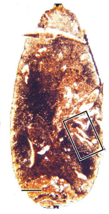 Inni den spiralformede fossile bæsjen fant forskerne masse små tenner. (Foto: Aodhán Ó Gogain, Trinity College Dublin) Inni den spiralformede fossile bæsjen fant forskerne masse små tenner. (Foto: Aodhán Ó Gogain, Trinity College Dublin)