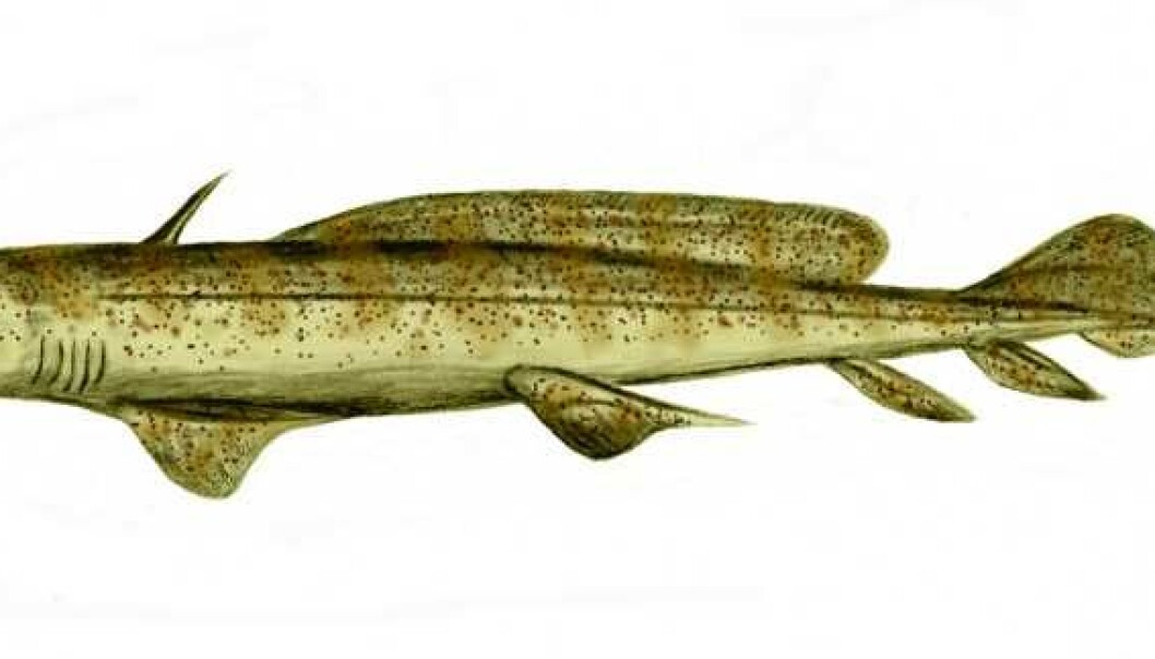 Orthacanthus, som levde for 300 millioner år siden, var så glupsk at den ikke gikk av veien for å spise unger av samme art. (Illustrasjon: Nobu Tamura/Wikimedia Commons CCby2.5) Orthacanthus, som levde for 300 millioner år siden, var så glupsk at den ikke gikk av veien for å spise unger av samme art. (Illustrasjon: Nobu Tamura/Wikimedia Commons CCby2.5)