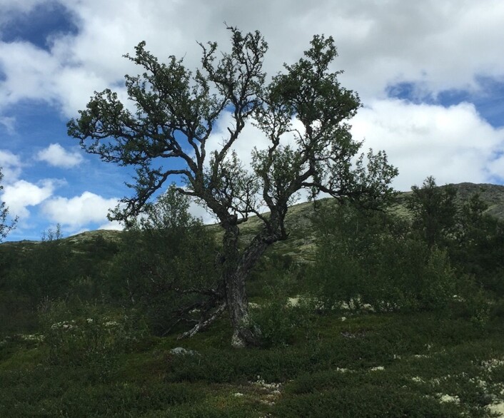 "Så langt kom jeg", sa det gamle treet ved Rondane. "Men de som kommer etter meg, vil nok klare å klatre enda høyere opp på fjellet, for det pågår en global oppvarming." (Foto: Terje Wahl) "Så langt kom jeg", sa det gamle treet ved Rondane. "Men de som kommer etter meg, vil nok klare å klatre enda høyere opp på fjellet, for det pågår en global oppvarming." (Foto: Terje Wahl)
