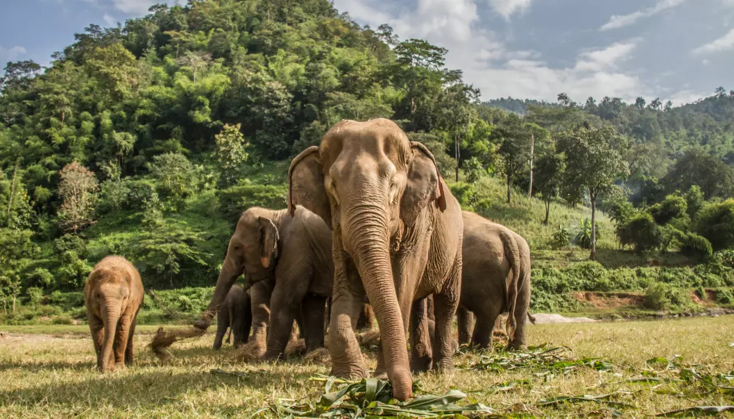 Elefanter kan lukte hvor mye snacks som skjuler seg i bøtta
