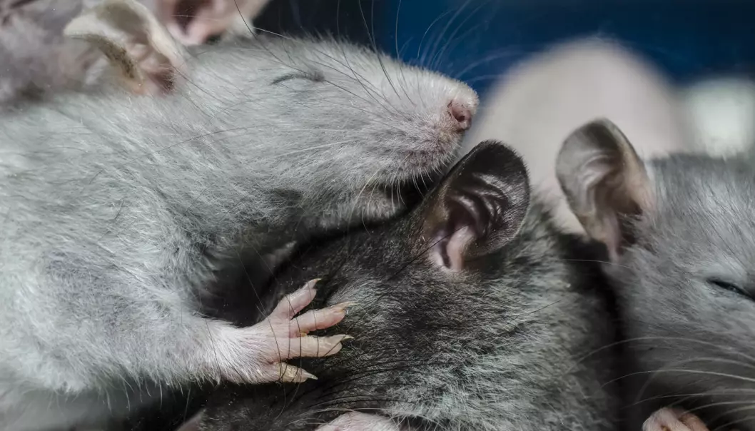 Forskerne fant ut at virusene hadde formert seg ti ganger så mye i cellene hos mus som var i hvilefasen av døgnsyklusen sin, sammenlignet med mus som var i aktiv fase. (Foto: Preobrajenskiy / Shutterstock / NTB scanpix)