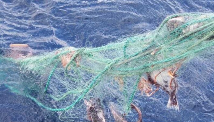 Disse fiskene har viklet seg inn og dødd i et borkomment garn. Nedbrytbare garn vil kunne minske omfanget av såkalt spøkulsesfiske. (Foto: Gjermund Langedal, Fiskeridirektoratet) Disse fiskene har viklet seg inn og dødd i et borkomment garn. Nedbrytbare garn vil kunne minske omfanget av såkalt spøkulsesfiske. (Foto: Gjermund Langedal, Fiskeridirektoratet)