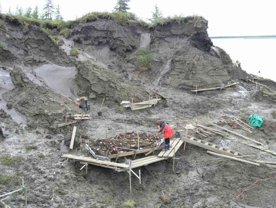 Jana-leiren graves ut. På oppsatsen ligger de samlede funnene og gjenstandene. (Foto: Vladimir Pitulko)